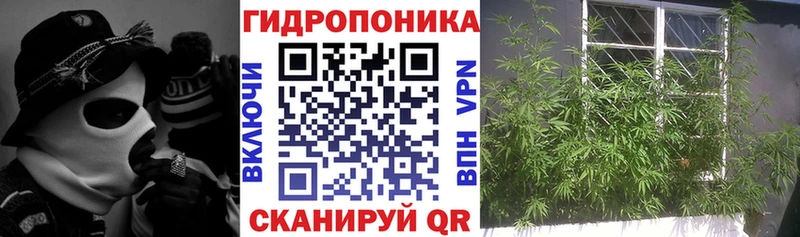 Канабис гибрид  Невель 